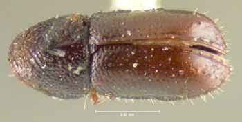 Media type: image;   Entomology 1287 Aspect: habitus dorsal view